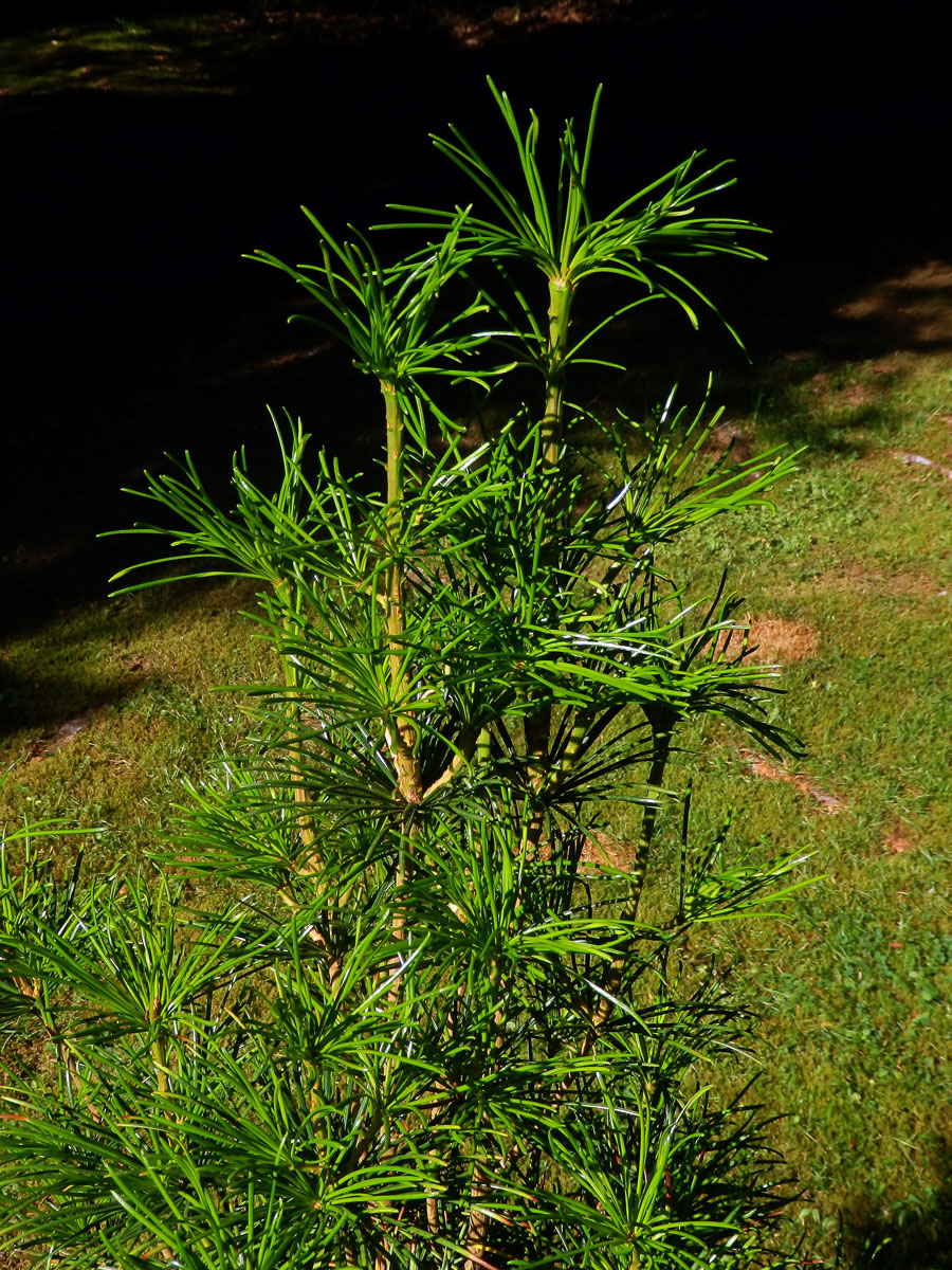 Pajehličník přeslenatý (Sciadopitys verticillata (Thunb.) Sieb. & Zucc)