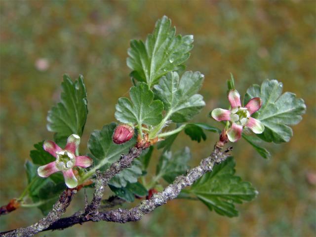 Srstka angrešt = Meruzalka srstka (Ribes uva-crispa L.)