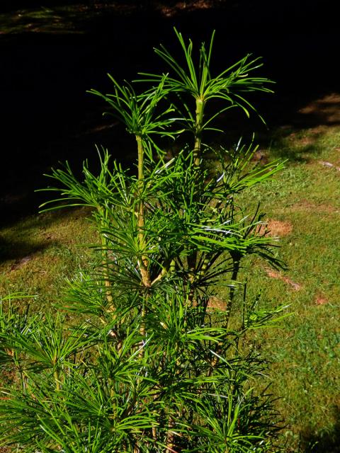 Pajehličník přeslenatý (Sciadopitys verticillata (Thunb.) Sieb. & Zucc)