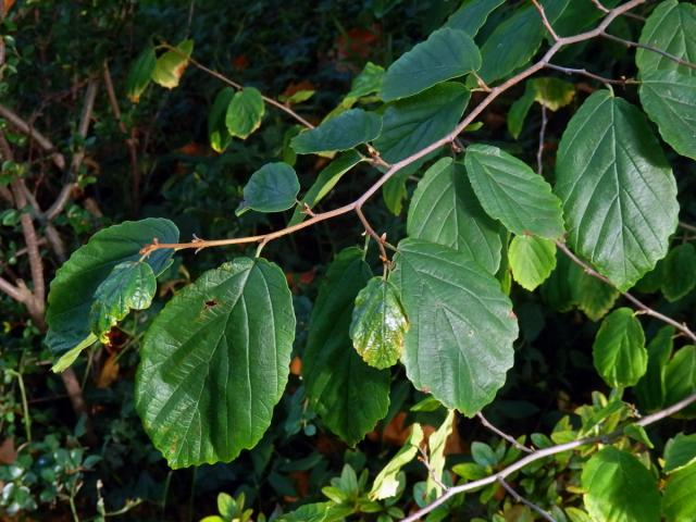 Vilín prostřední (Hamamelis × intermedia Rehder)