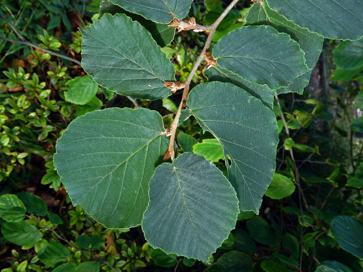 Vilín měkký (Hamamelis mollis Oliv. ex F. B. Forbes & Hemsl.)