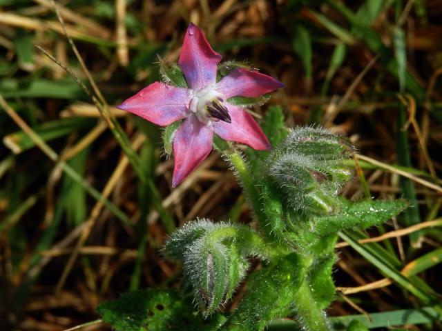 Brutnák lékařský (Borago officinalis L.) s růžovými květy