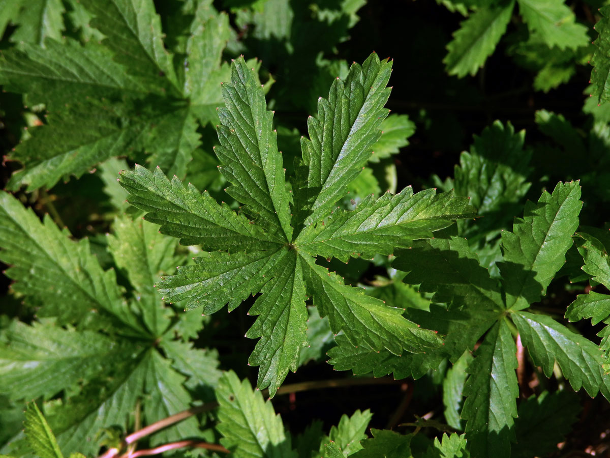 Mochna plazivá (Potentilla reptans L.), sedmičetný list (9)