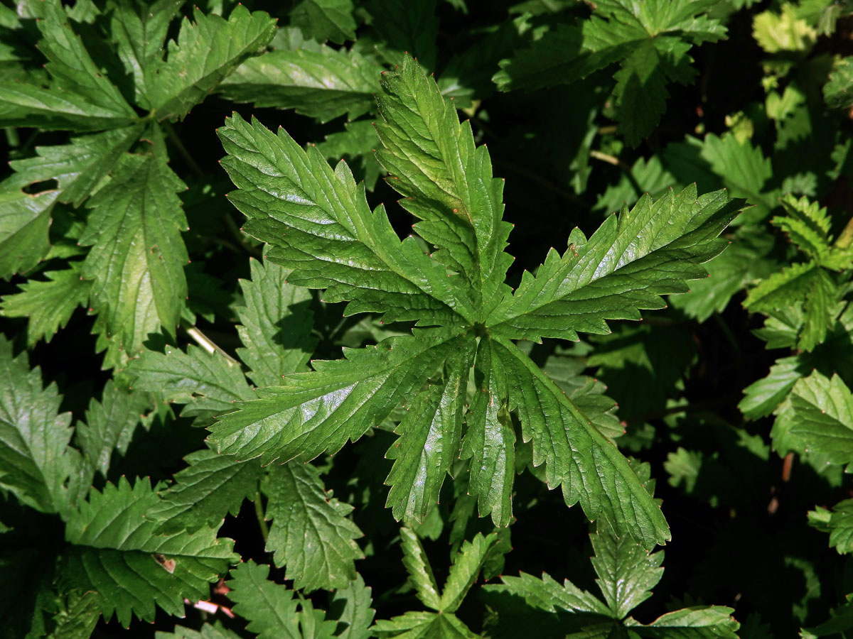 Mochna plazivá (Potentilla reptans L.), sedmičetný list (10)