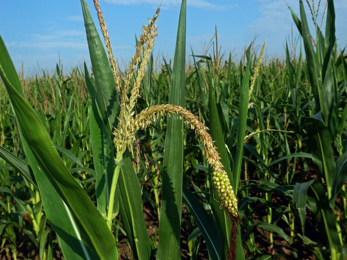 Kukuřice setá (Zea mays L.), oboupohlavný květ (3a)