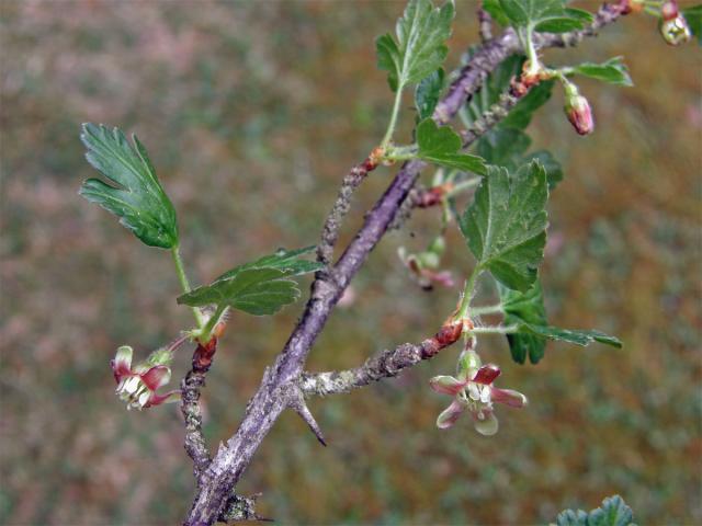 Srstka angrešt = Meruzalka srstka (Ribes uva-crispa L.)