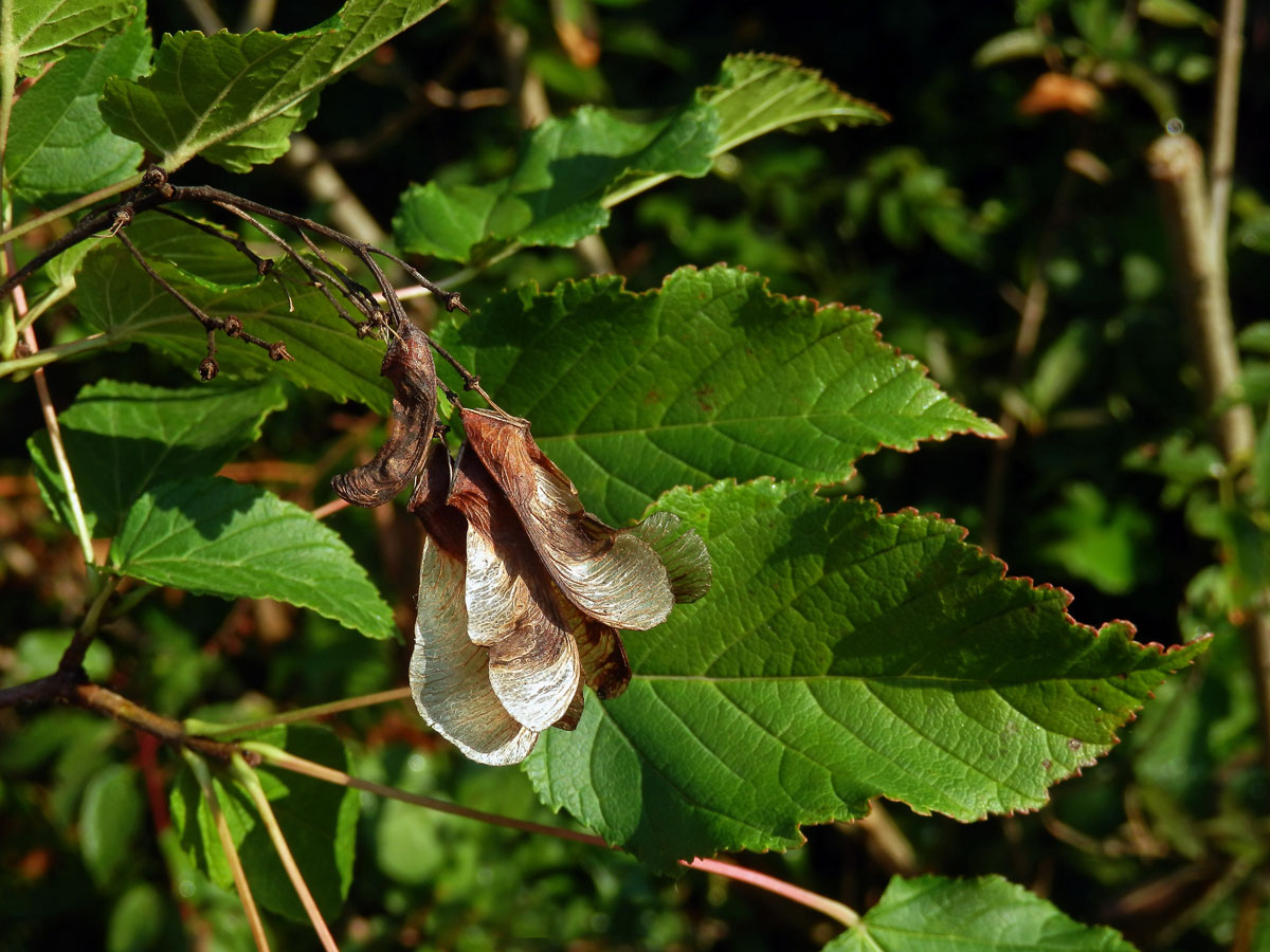 Javor tatarský (Acer tataricum L.)