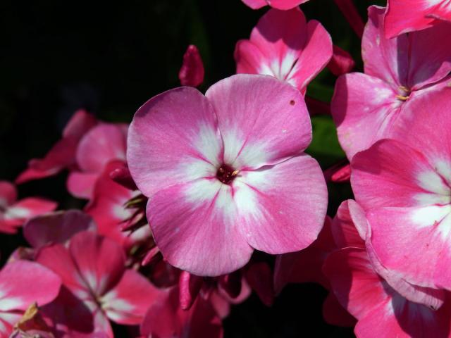 Plamenka latnatá (Phlox paniculata L.) s čtyřčetným květem (26)