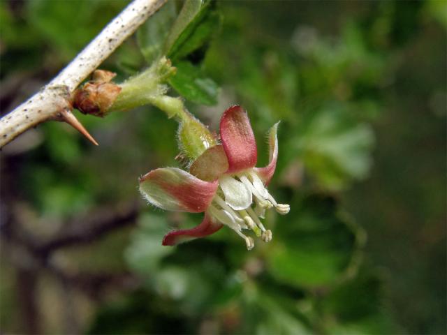 Srstka angrešt = Meruzalka srstka (Ribes uva-crispa L.)