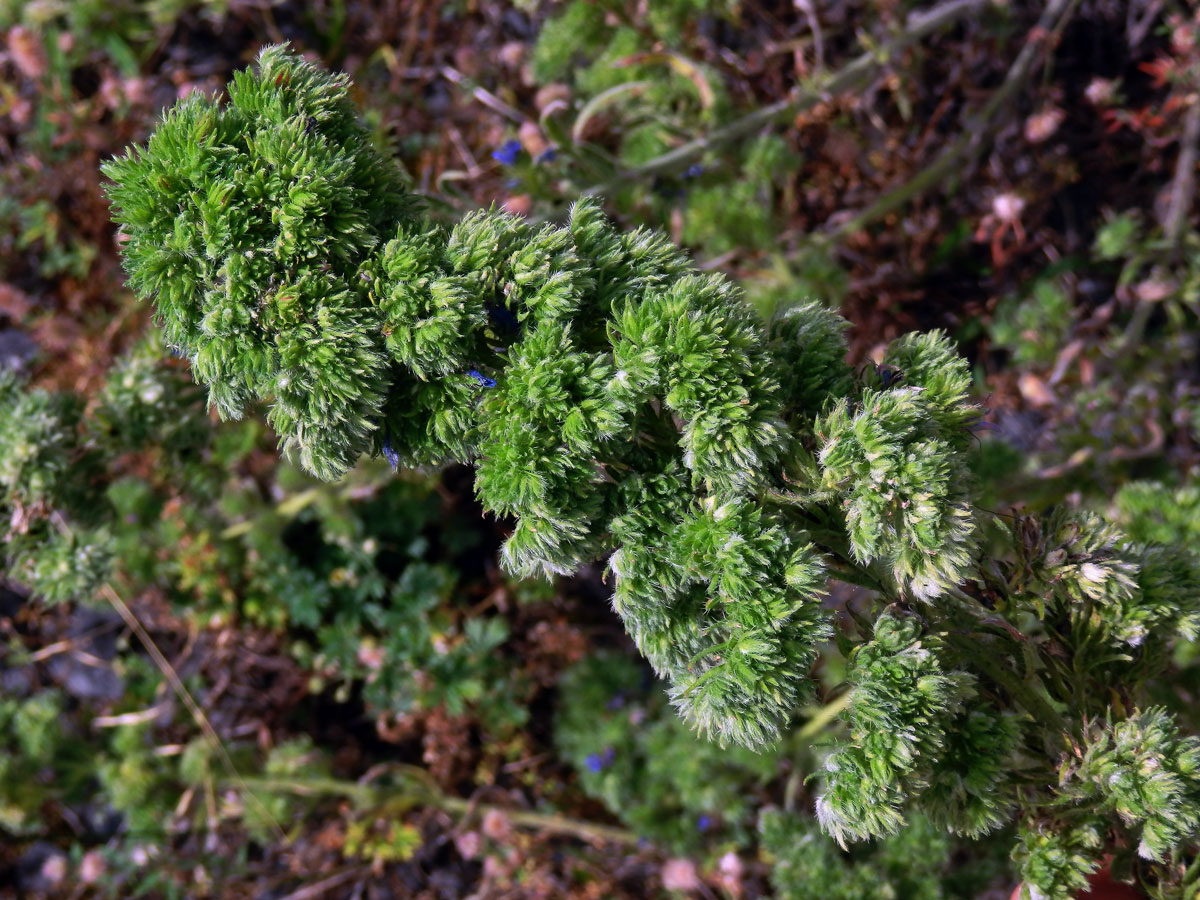 Hálky vlnovníka hadincového (Aceria echii), hadinec obecný