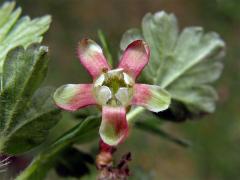 Srstka angrešt = Meruzalka srstka (Ribes uva-crispa L.)