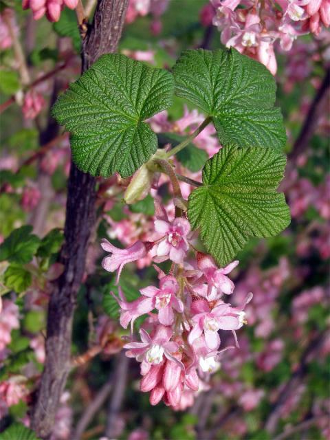 Meruzalka krvavá (Ribes sanguineum Pursh)