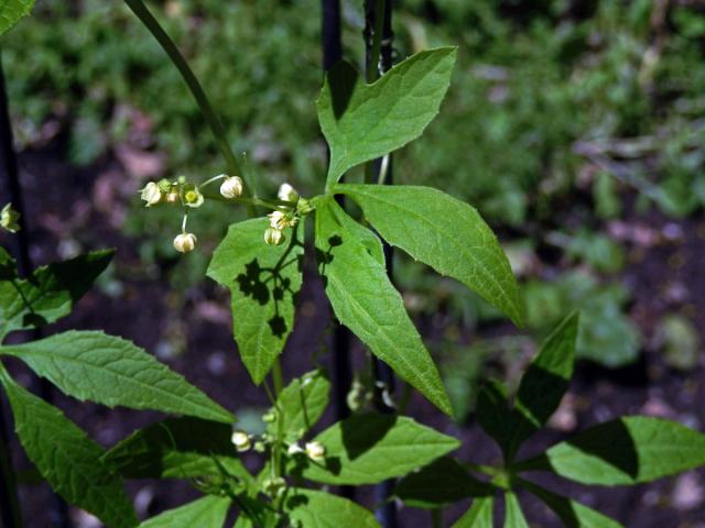 Cyclanthera pedata (L.) Schrader