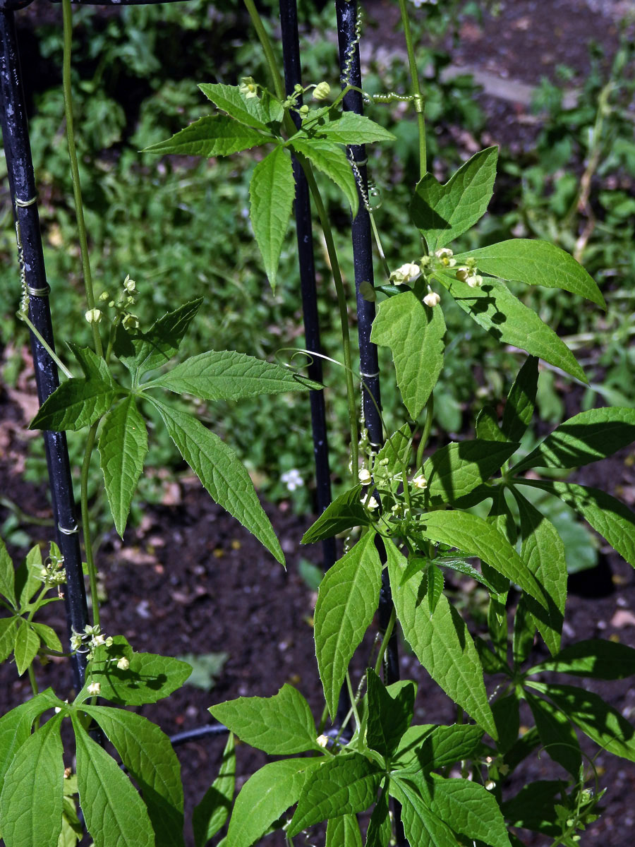 Cyclanthera pedata (L.) Schrader