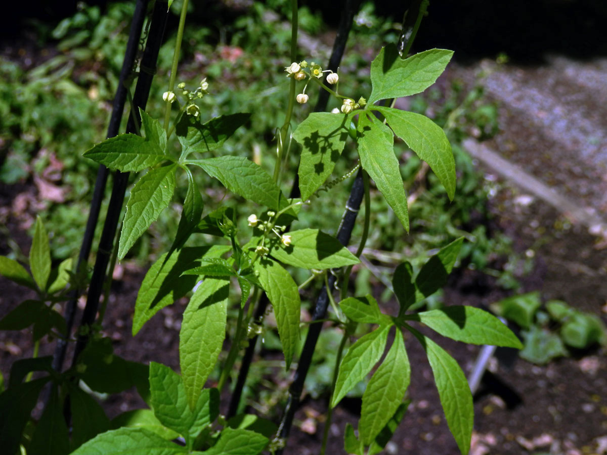 Cyclanthera pedata (L.) Schrader