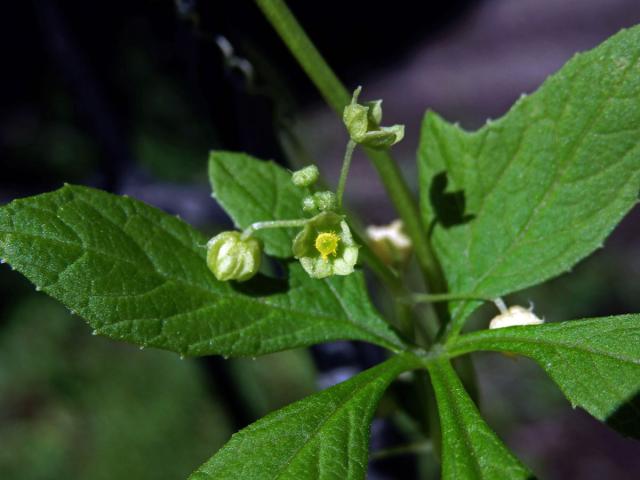 Cyclanthera pedata (L.) Schrader