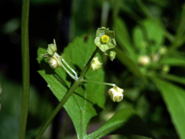 Cyclanthera pedata (L.) Schrader