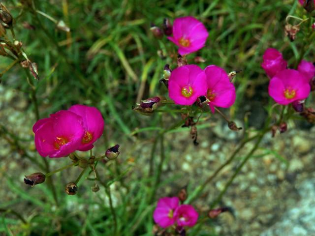 Calandrinia umbellata Obbens