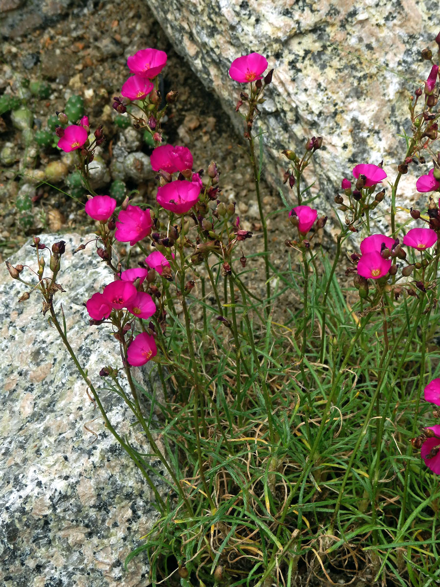 Calandrinia umbellata Obbens