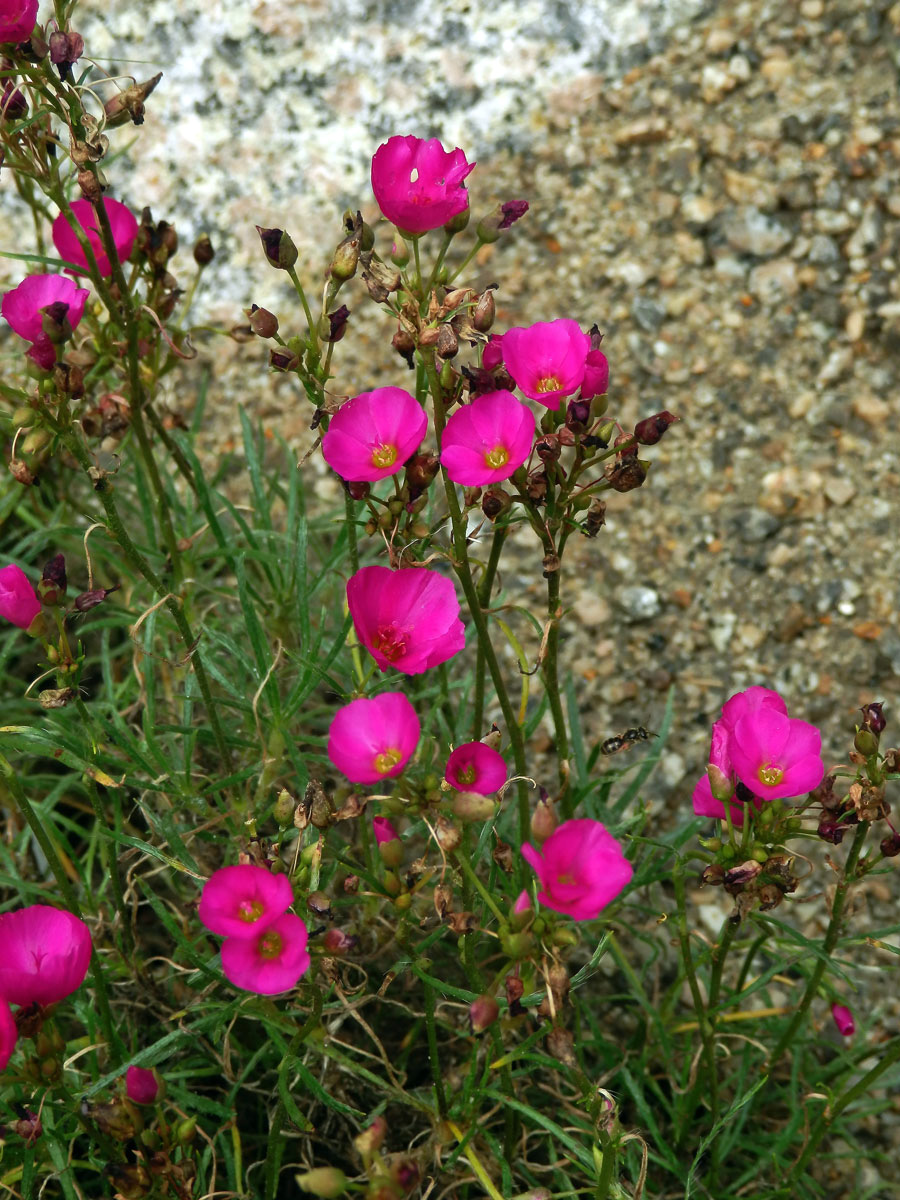 Calandrinia umbellata Obbens