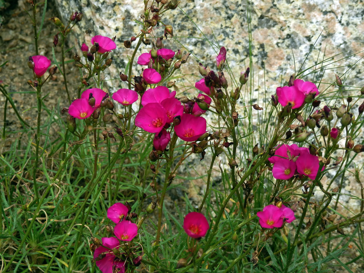 Calandrinia umbellata Obbens