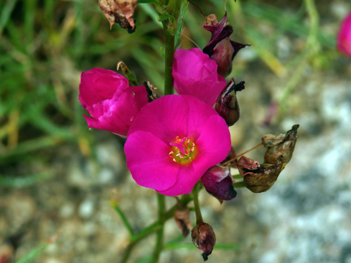 Calandrinia umbellata Obbens