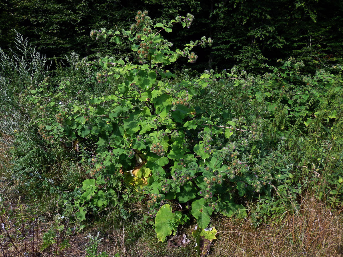 Lopuch větší (Arctium lappa L.)