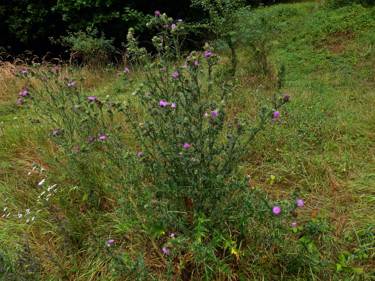 Bodlák obecný (Carduus acanthoides L.)