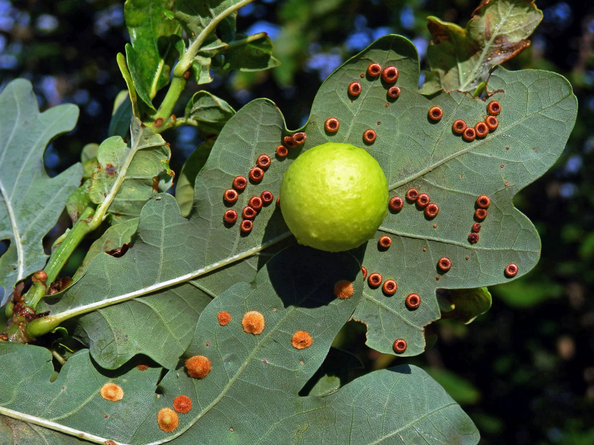 Hálka žlabatky dubové (Cynips quercusfolii)