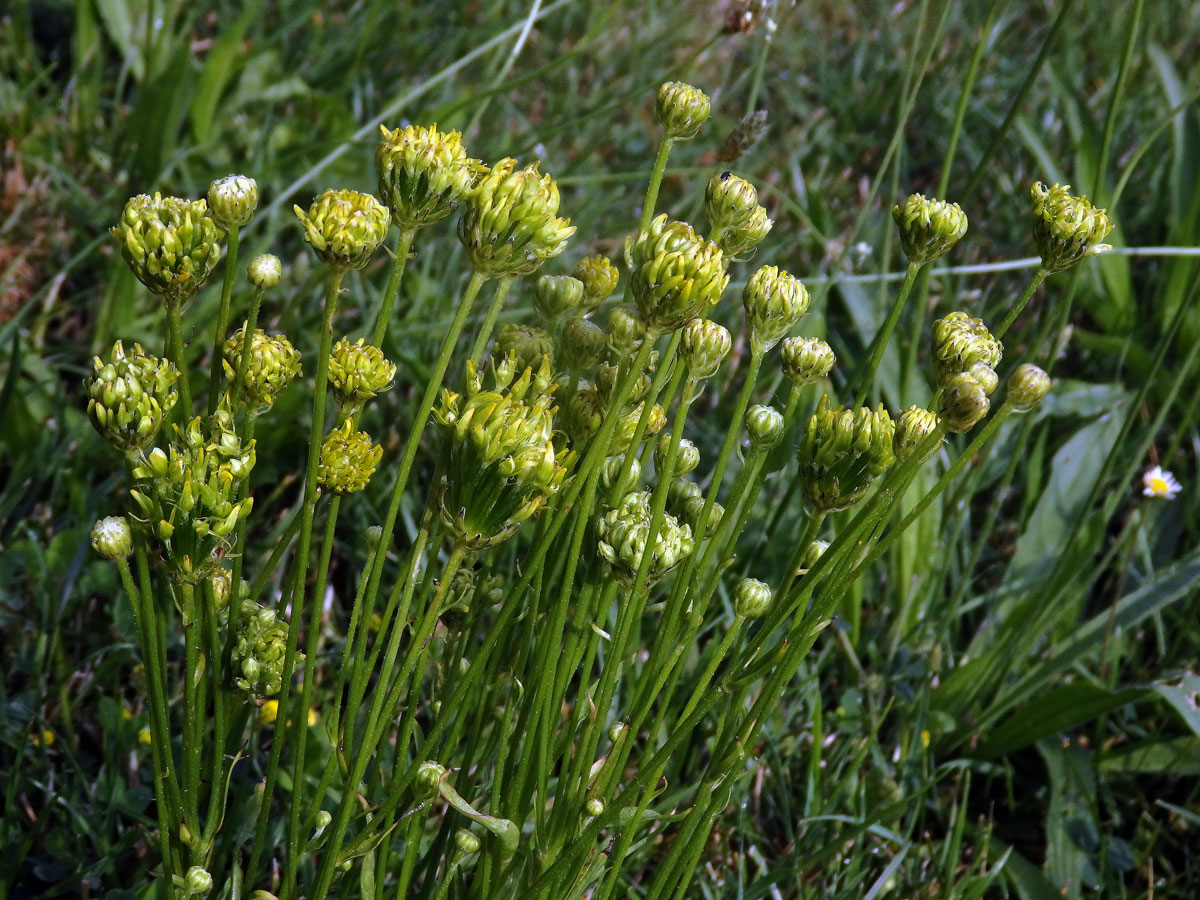 Proliferace prasetníku kořenatého (Hypochaeris radicata L.)