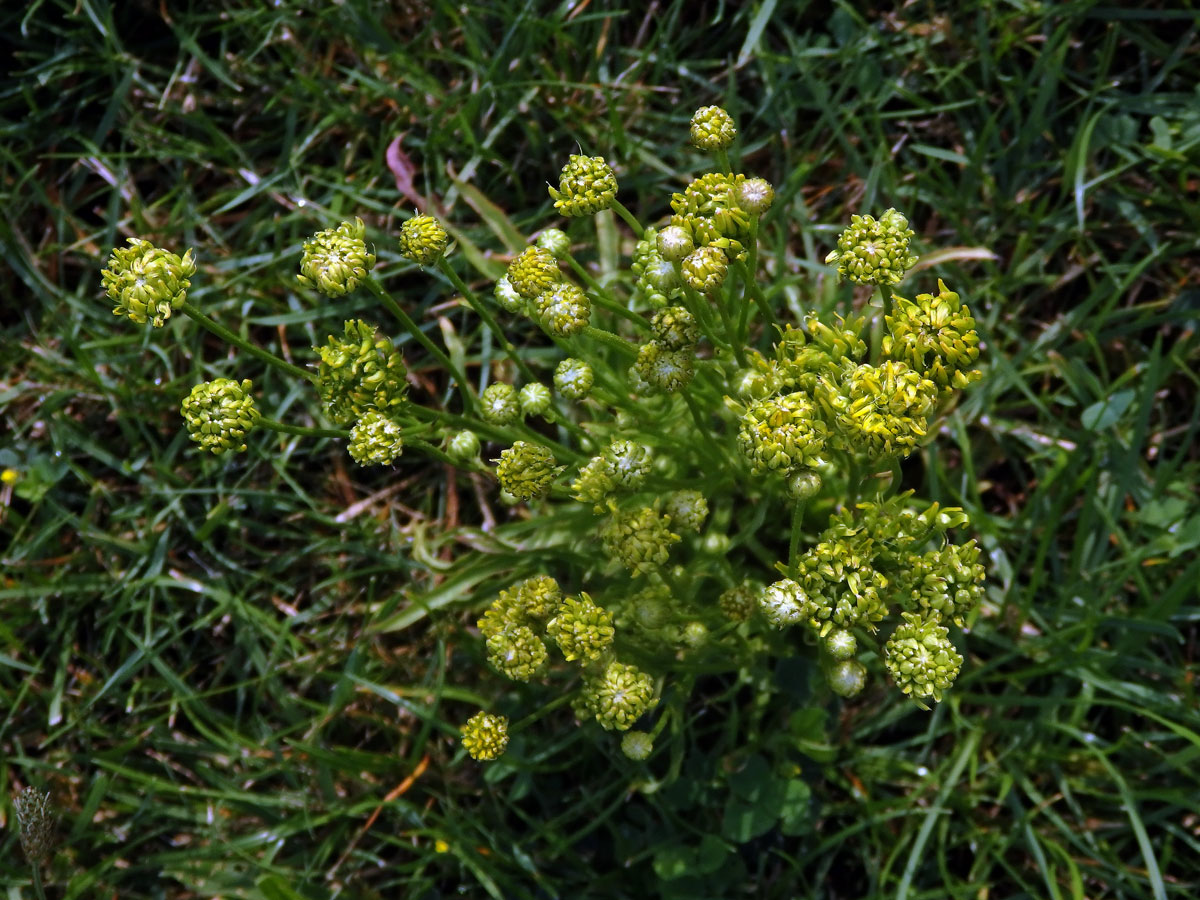 Proliferace prasetníku kořenatého (Hypochaeris radicata L.)