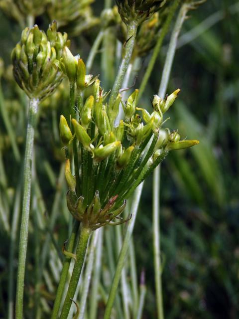 Proliferace prasetníku kořenatého (Hypochaeris radicata L.)