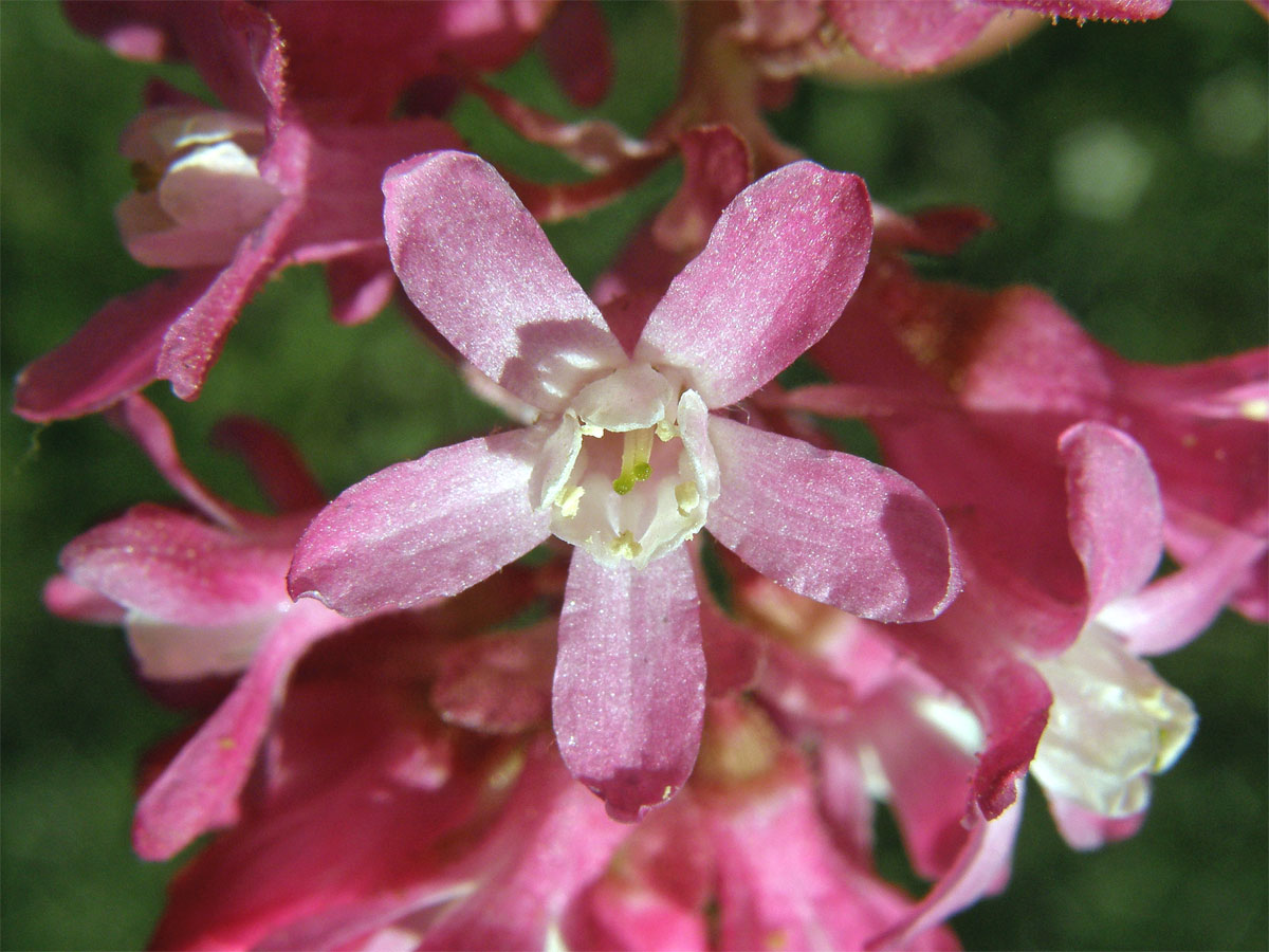 Meruzalka krvavá (Ribes sanguineum Pursh)