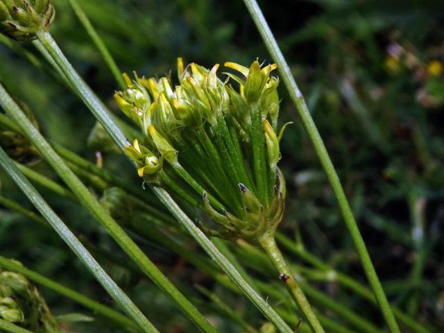 Proliferace prasetníku kořenatého (Hypochaeris radicata L.)