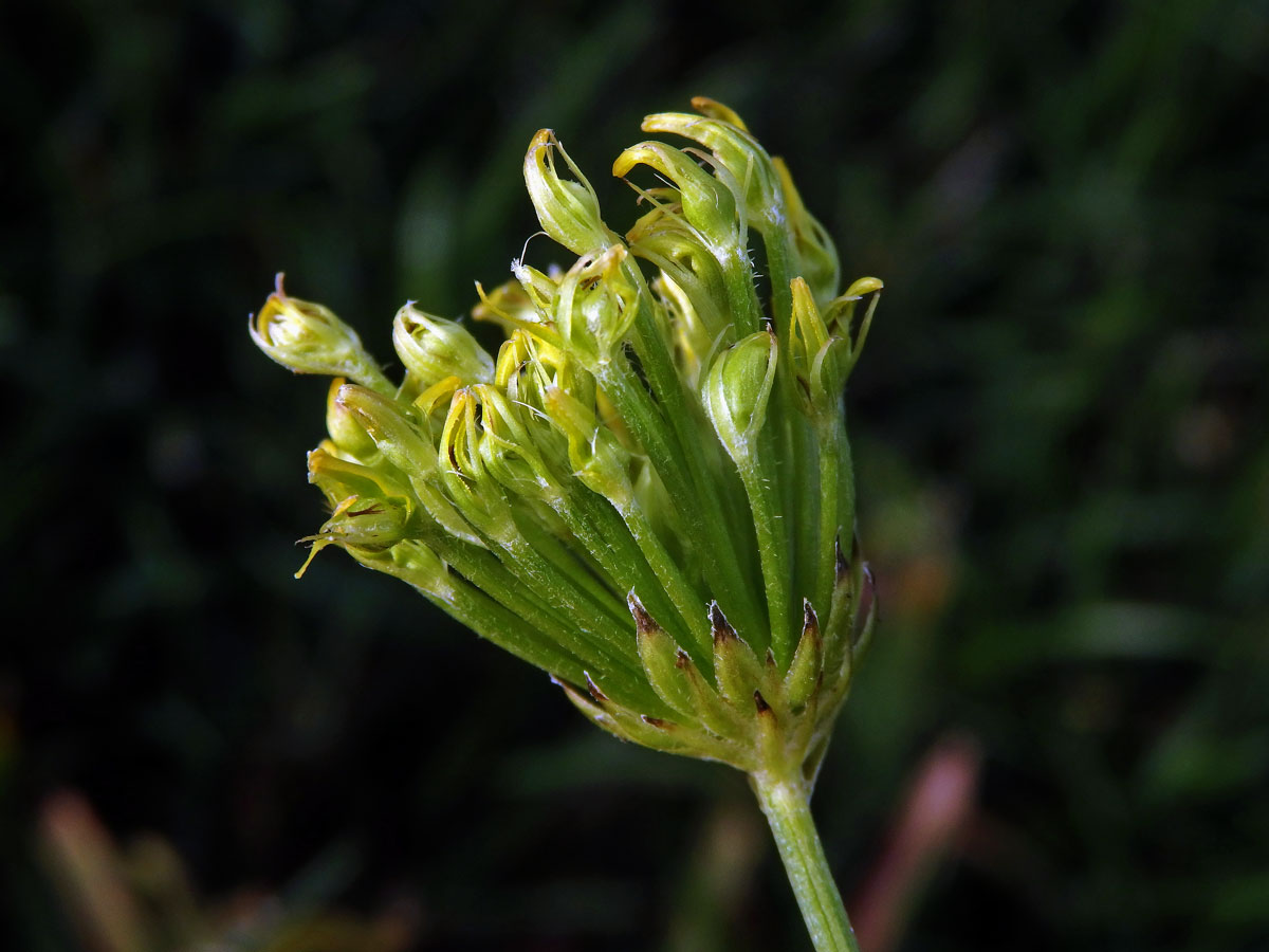 Proliferace prasetníku kořenatého (Hypochaeris radicata L.)