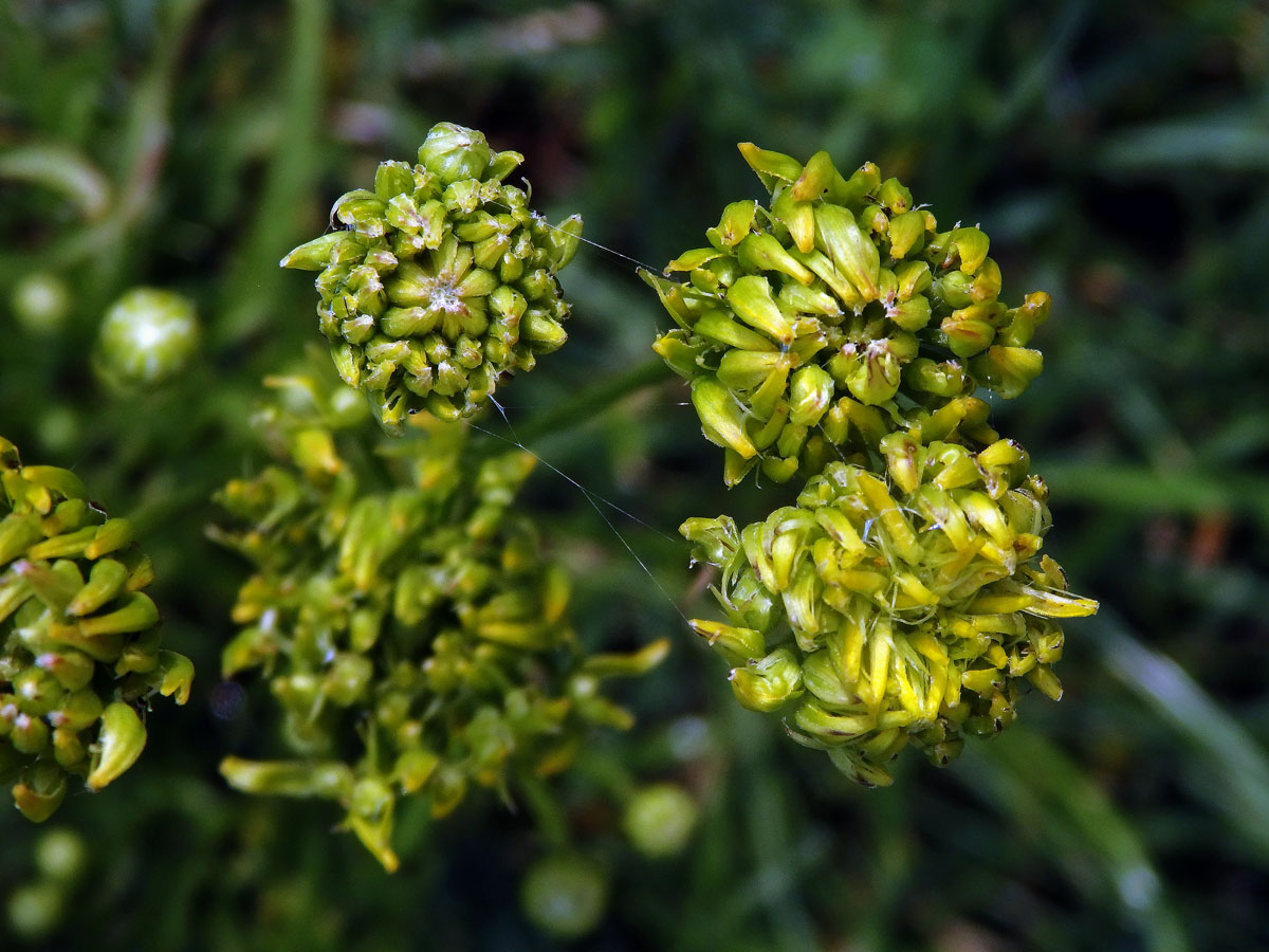 Proliferace prasetníku kořenatého (Hypochaeris radicata L.)