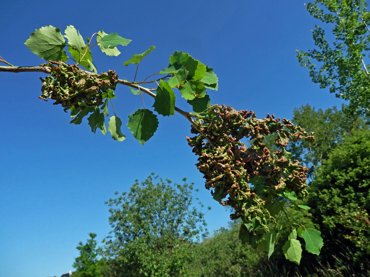 Hálky vlnovníka osikového (Aceria dispar), topol osika