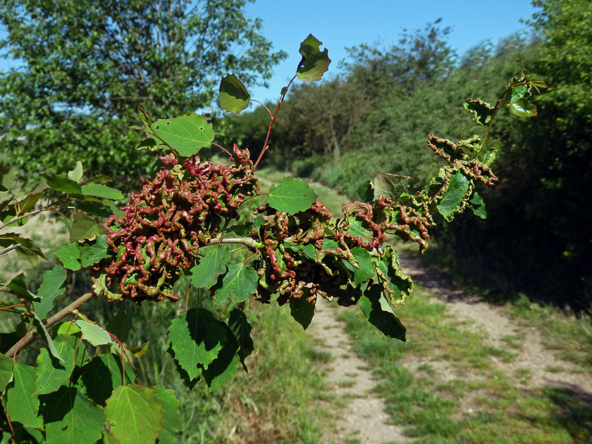 Hálky vlnovníka osikového (Aceria dispar), topol osika