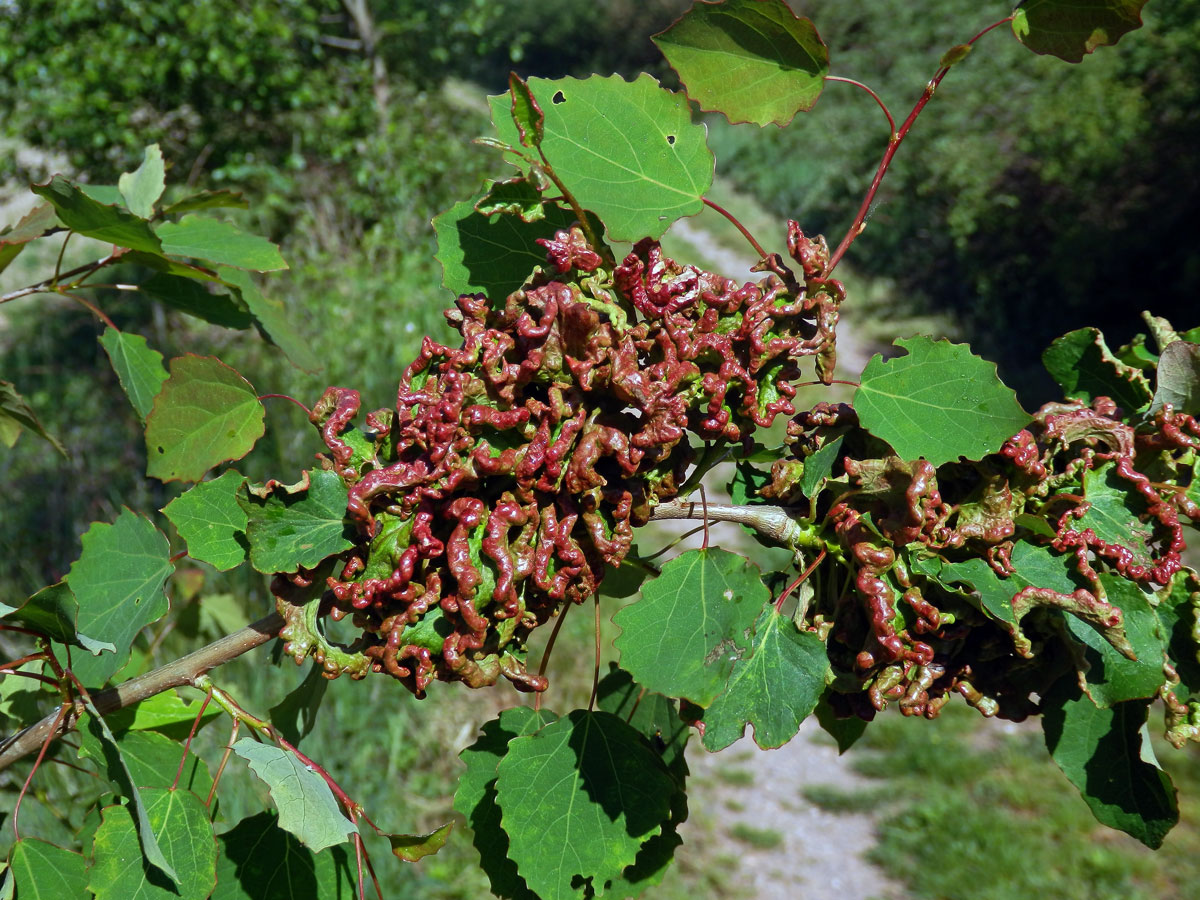 Hálky vlnovníka osikového (Aceria dispar), topol osika