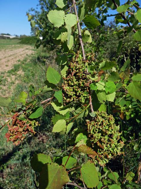 Hálky vlnovníka osikového (Aceria dispar), topol osika