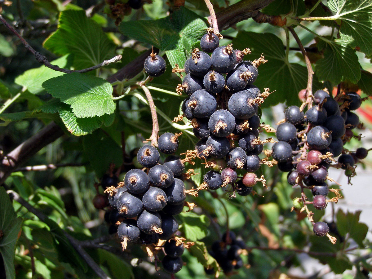 Meruzalka krvavá (Ribes sanguineum Pursh)