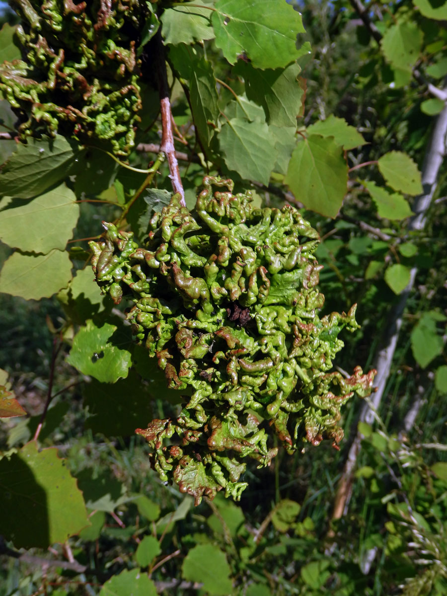 Hálky vlnovníka osikového (Aceria dispar), topol osika