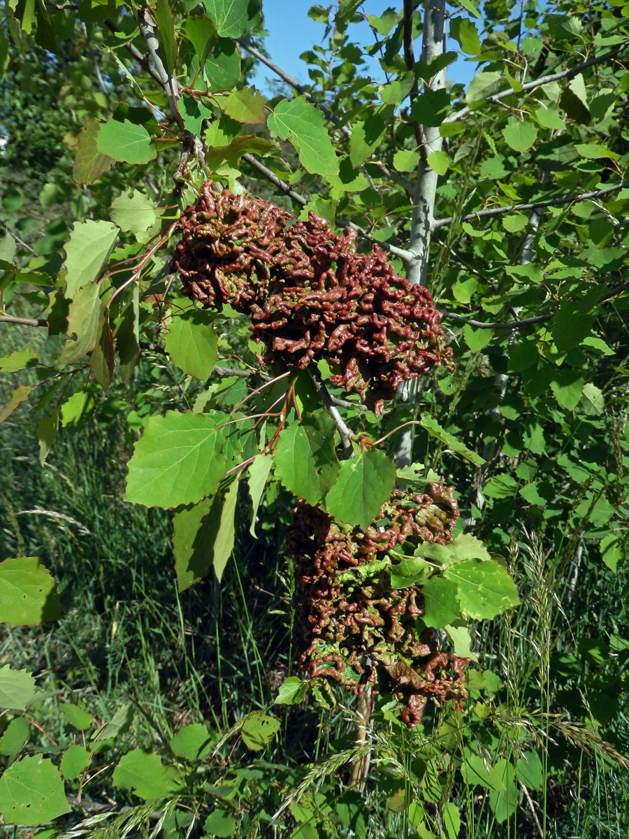 Hálky vlnovníka osikového (Aceria dispar), topol osika