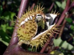 Durman obecný (Datura stramonium L. var. tatula (L.) Torr.)