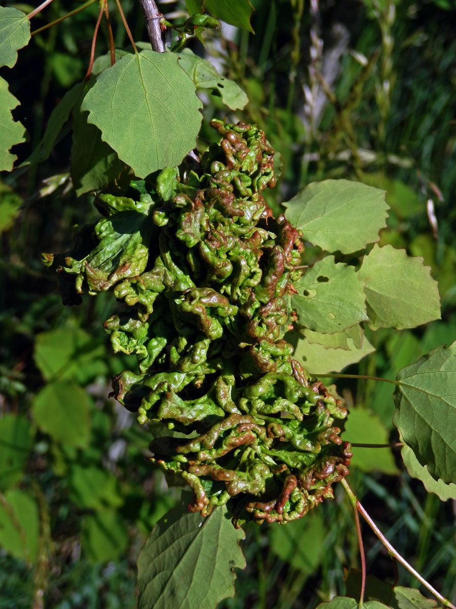 Hálky vlnovníka osikového (Aceria dispar), topol osika