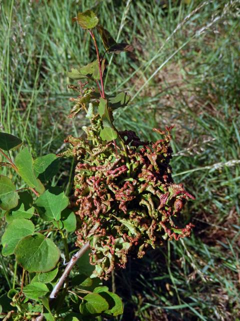 Hálky vlnovníka osikového (Aceria dispar), topol osika