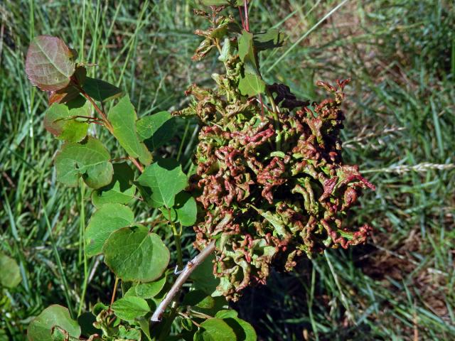 Hálky vlnovníka osikového (Aceria dispar), topol osika