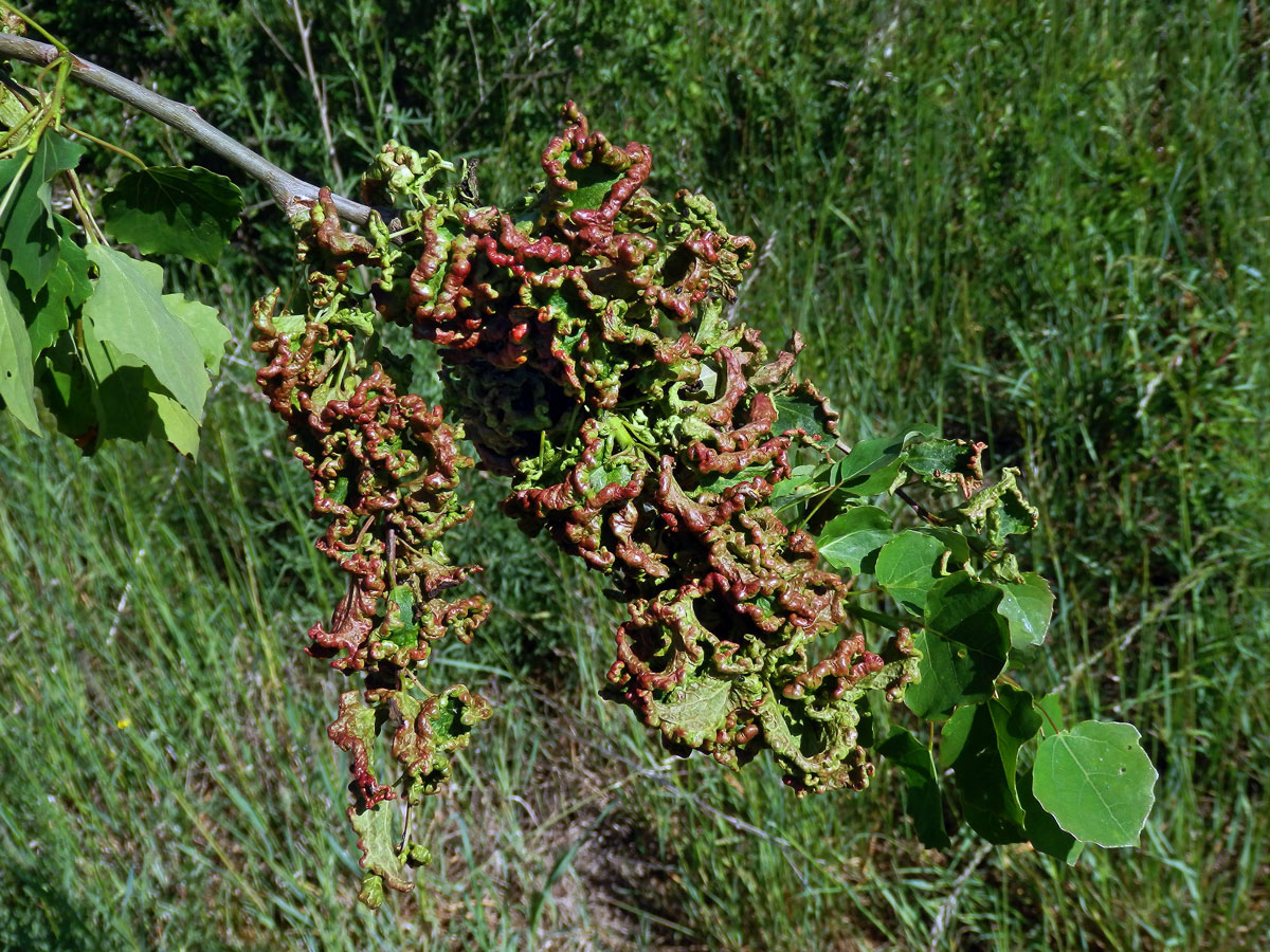 Hálky vlnovníka osikového (Aceria dispar), topol osika