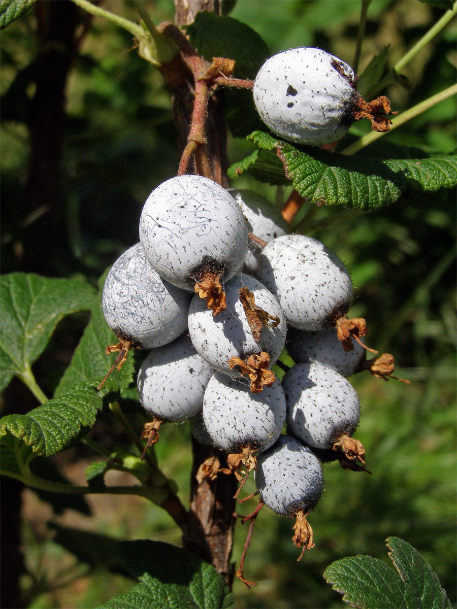 Meruzalka krvavá (Ribes sanguineum Pursh)