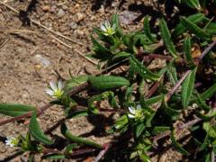 Rožec obecný (Cerastium holosteroides Fries)